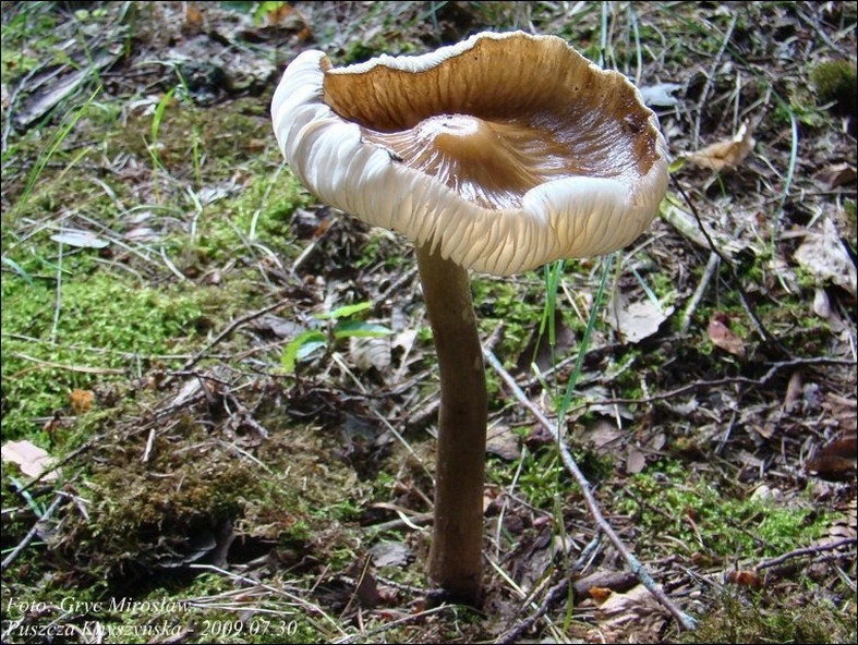 pieniążkówka gładkotrzonowa - zdjęcie główne