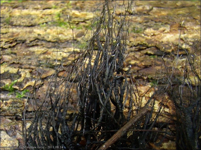 próchnilec nitkowaty - zdjęcie główne