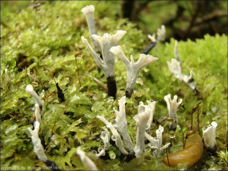 próchnilec gałęzisty - zdjęcie główne