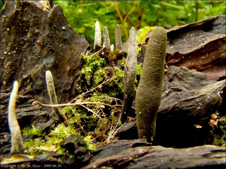 próchnilec długotrzonkowy - zdjęcie główne