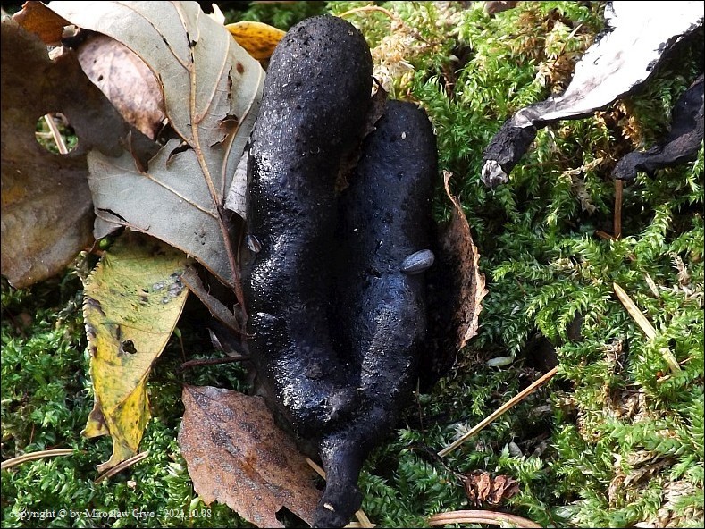 próchnilec maczugowaty - zdjęcie główne