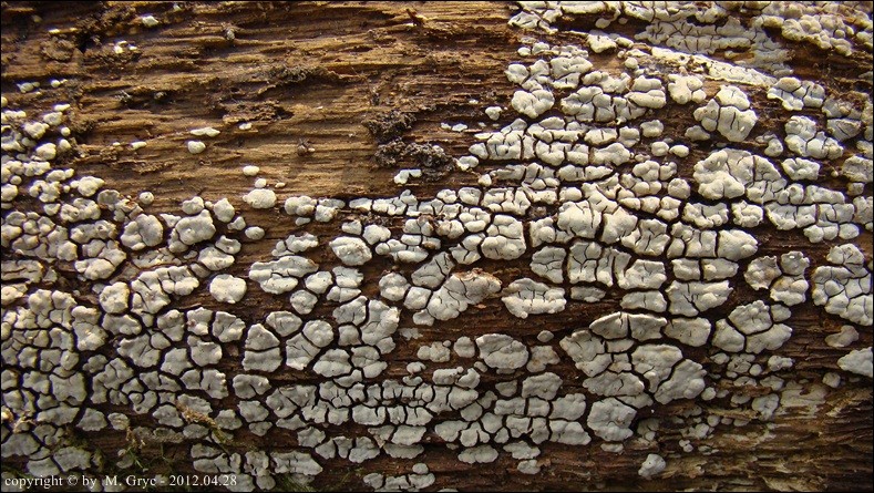 drewnowiec popękany - zdjęcie główne