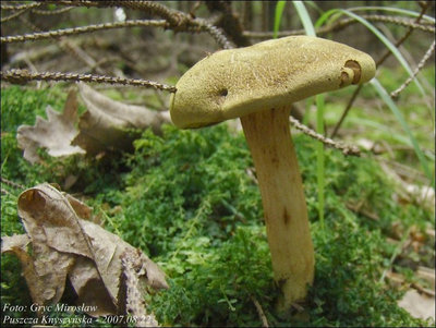 Xerocomus subtomentosus