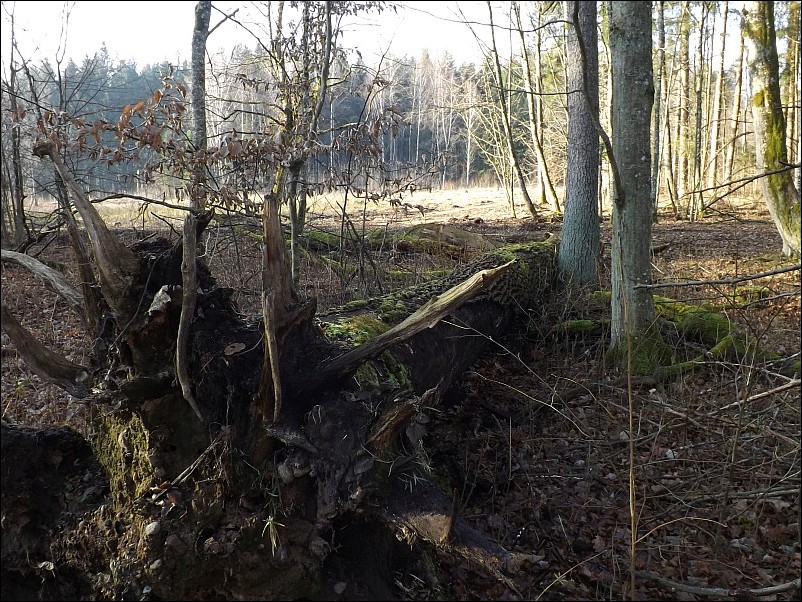 Czołnowo - powalony dąb