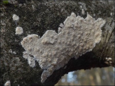 Peniophora polygonia