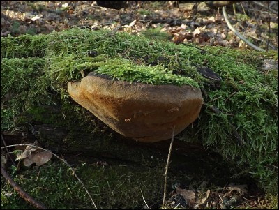 Phellinus robustus