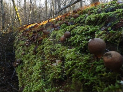 Lycoperdon pyriforme