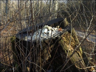 Laetiporus sulphureus