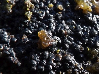 Patinellaria sanguinea