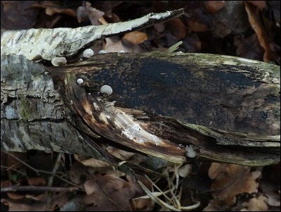 Patinellaria sanguinea