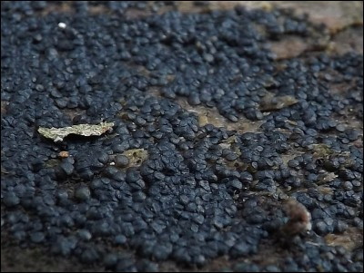 Patinellaria sanguinea