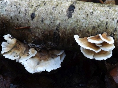 Plicaturopsis crispa