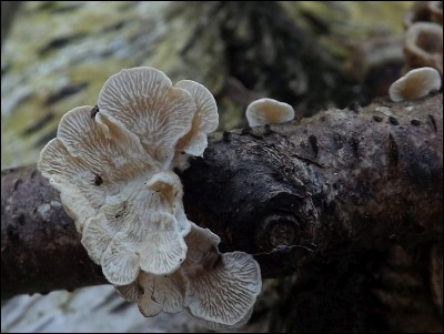 Plicaturopsis crispa