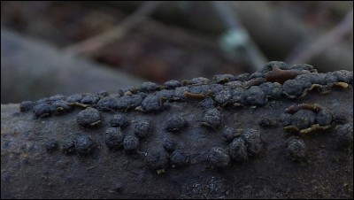 Melogramma campylosporum