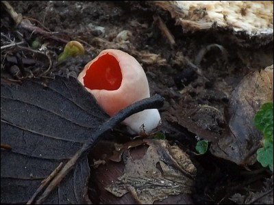 Sarcoscypha austriaca