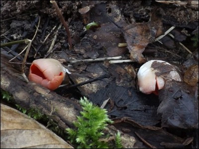 Sarcoscypha austriaca