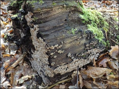 Xylobolus frustulatus