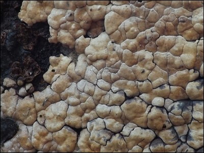 Xylobolus frustulatus