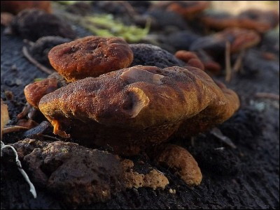 Gloeophyllum odoratum