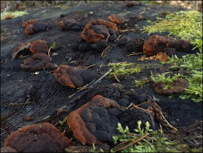 Gloeophyllum odoratum