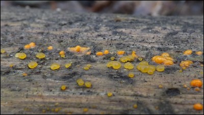 Dacrymyces stillatus