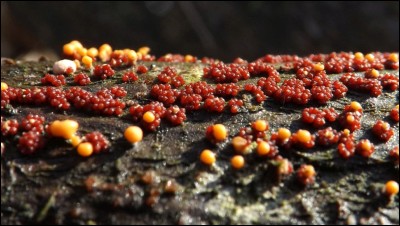 Nectria sp.